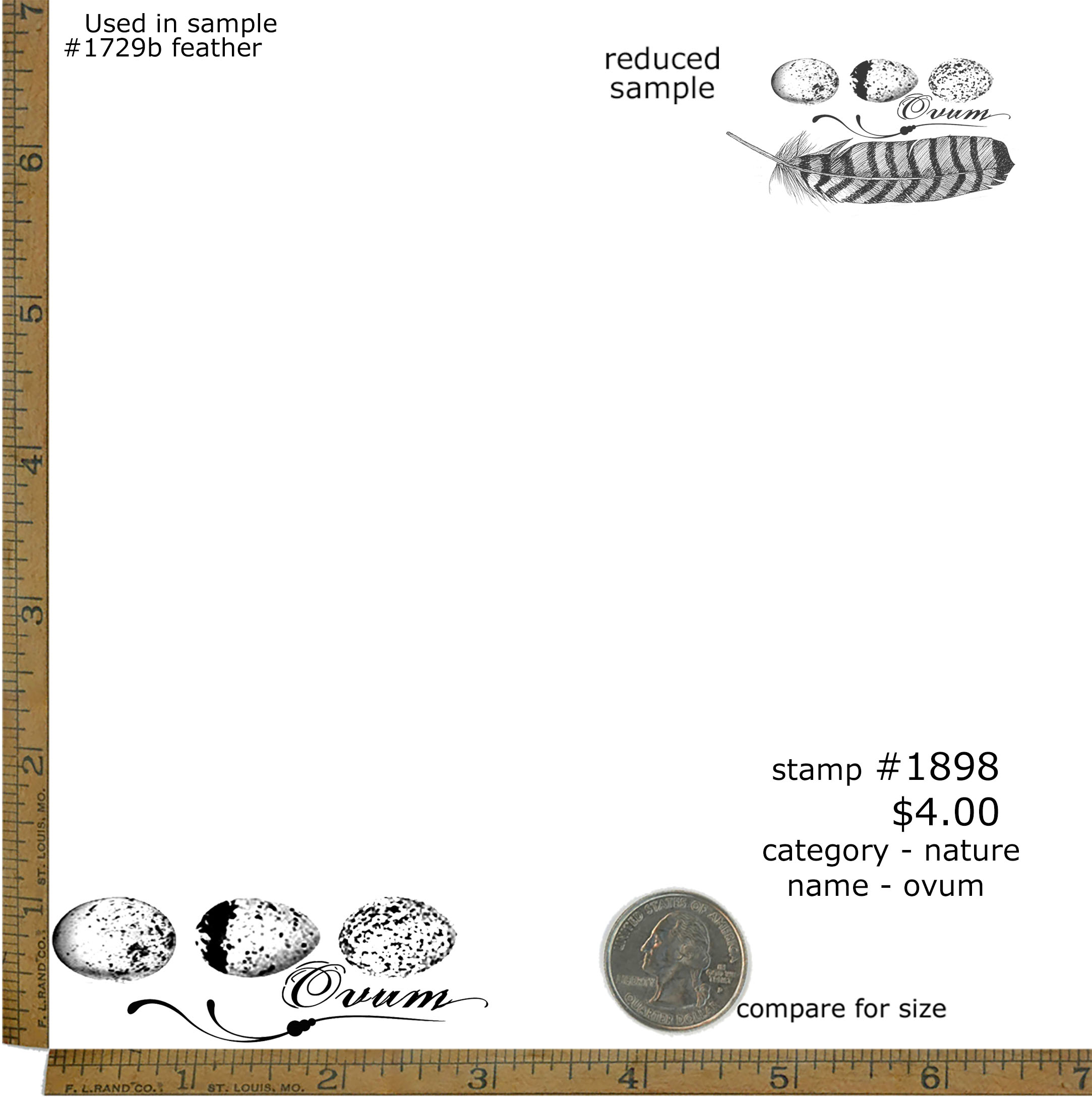 #1898 - Ovum - Nature